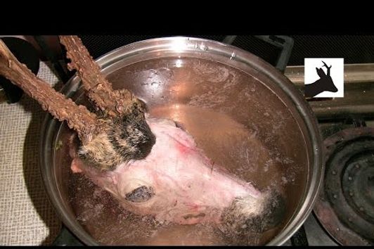 How to boil out deer head - part 2. Boiling out and cleaning. Non medal trophy head.