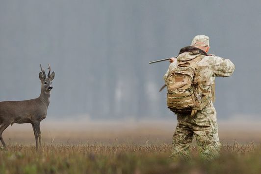 Best of Roebuck Hunting