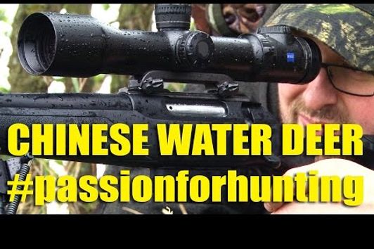 Stalking Chinese Water Deer