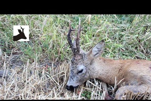 Roe deer rut 2015 - Ruja - Polowanie na rogacza - Rehbock jagd -