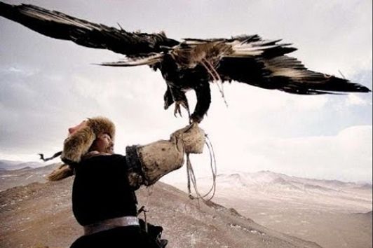 CACCIANDO - Caccia in Mongolia,  Eagles vs Wolves amazing hunt