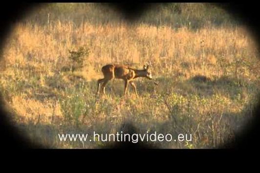 Roe Buck Hunting In Hungary Nagykanizsa (HD)