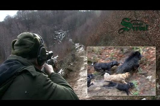 Wild Boar hunting in Bulgaria - part 2