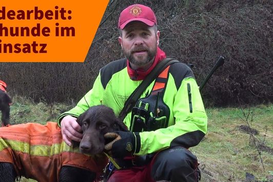 Jagdhunde im Einsatz: Auf was kommt es bei der Hundearbeit an?