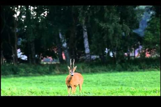 Guldbock Guldbukke Kapitale Böcke Goldbuck Peter