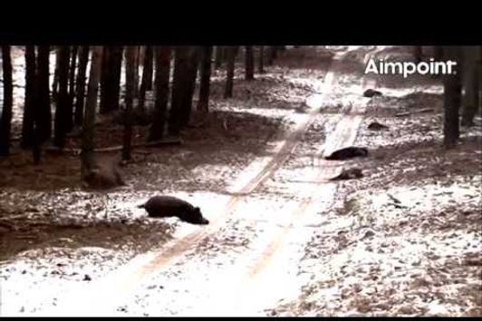 Aimpoint Trailer: Wild Boar Fever 4