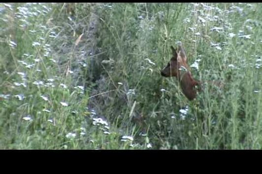 Bockjagd mit muffelwild und sauen juli 2015