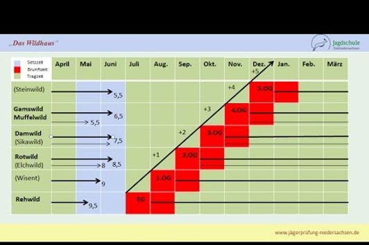 Jägerprüfung Niedersachsen Das Wildhaus