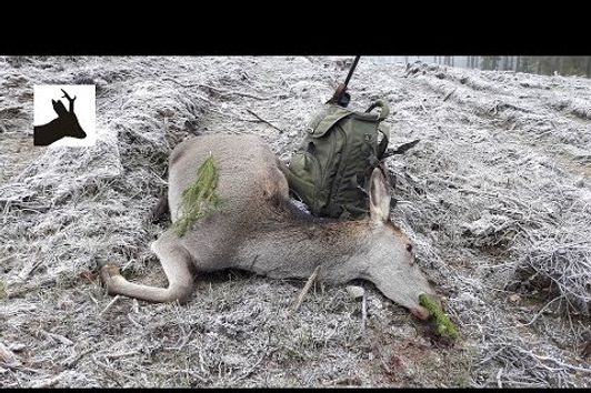 First red deer hunt of 2017 - Polowanie na łanie - Hirschjagd - Chasse aux Cerfs