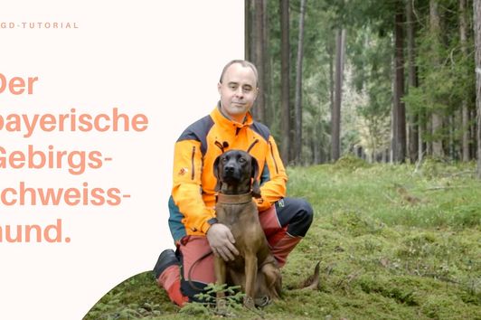 Der Bayerische Gebirgsschweißhund | Jagd-Tutorial der Bayerischen Staatsforsten: