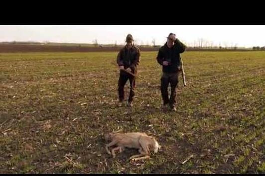 Roebuck hunting in Hungary-Telekgerendás