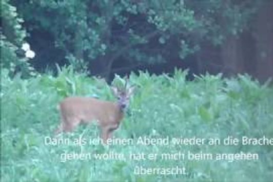 Bockjagd 2017/ Abnormer Bock!