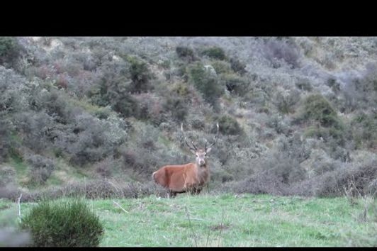 Hunting Red deer and pigs in New Zealand