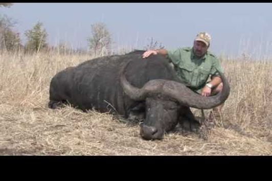 Cape Buffalo Hunt / Büffeljagd / Buffeljakt