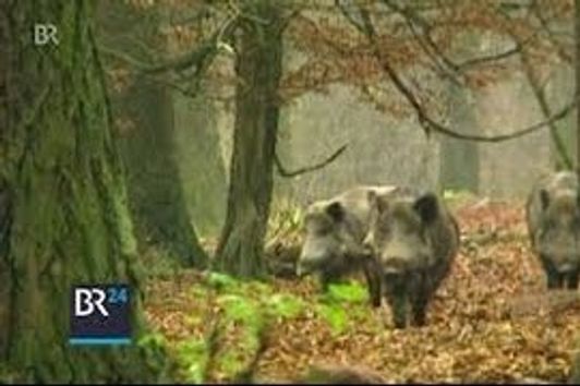 Wildschweinplage: Sind Lebendfallen die Lösung? BR Abendschau