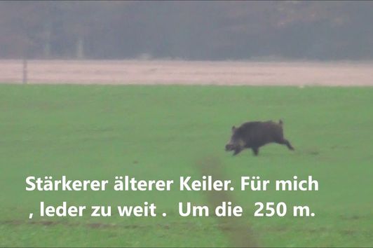 Drückjag  Sau und Damhirsch tot  Polovanie   Deer Hunting