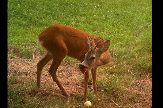 Niederwildjagd von Juli - Sept. 2019