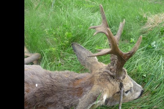 polowanie na kozła rogacza jagt Kapitale roeh bock jagd Poland Gorlice  buck hunting  Jakter chasse