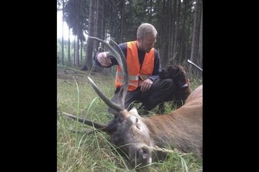 Hannoversche Schweisshunde Nachsuche Hirsch