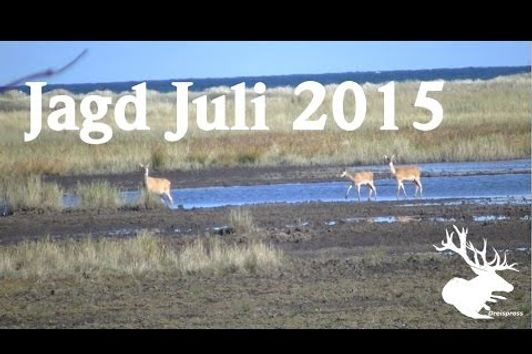 Jagd Juli 2015