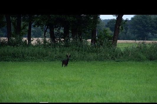 Jagd auf den schwarzen Rehbock