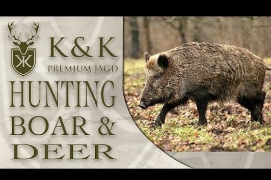 Drueckjagd: Driven Hunting Wild Boar & Deer in Germany