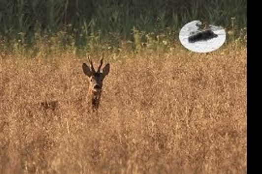 Medal roebuck hunting in August