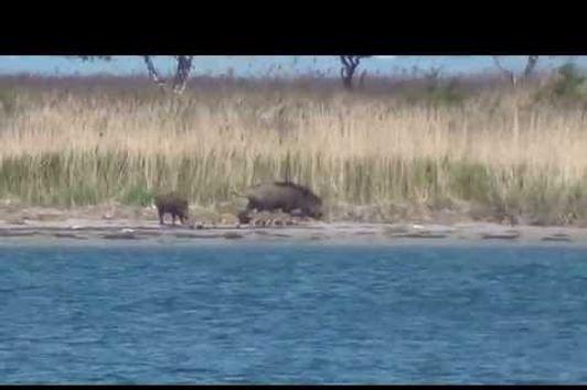 Sauen am Wasser . Dziki . Wild Boar . Hunting .