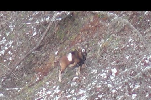 Muffeljagd in Frankreich / chasse au Mouflon en France