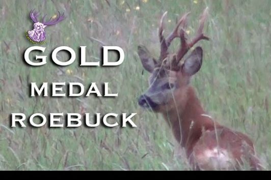 GOLD MEDAL ROEBUCK!