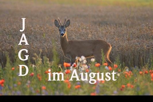 Jagd August 2016