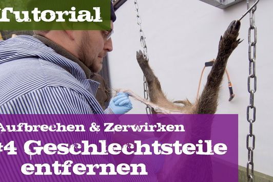 #4 Geschlechtsteile entfernen - Lehrgang Aufbrechen & Zerwirken