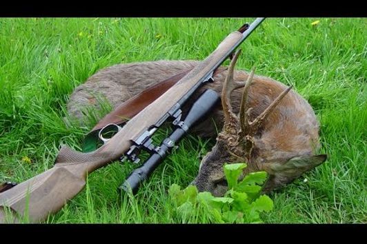 Trophy roebuck hunting - Hunting stories from Dabravine