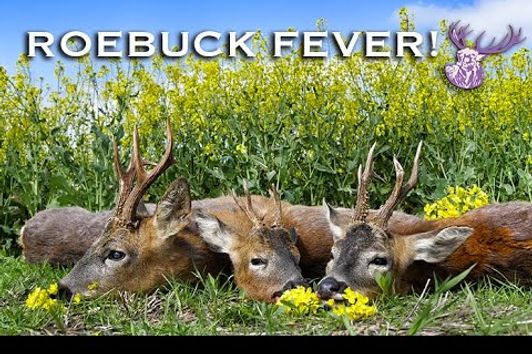 ROEBUCK FEVER!