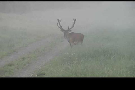 Bockjagd im Mai 2016 mit der Sako Roughtech