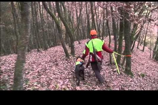 Nachsuche Rotwildkalb - Der Hannoversche Schweißhund -