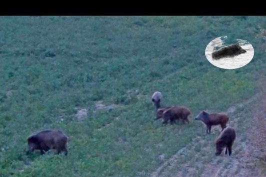 Perfect shot on wild boar hunting-Chasse au sanglier coup-Wildschwein jagd schuss Polowanie na dziki