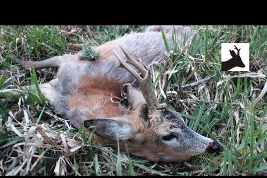 Roebuck stalking in May - Majowy rogacz - Rehbockjagd in Polen - Chasse à l'approche du Brocard