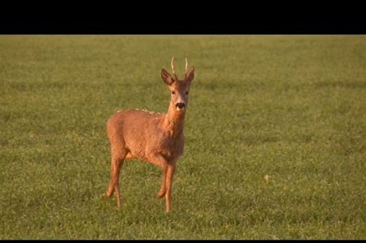 Endlich Mai! Bockjagd im Frühling.