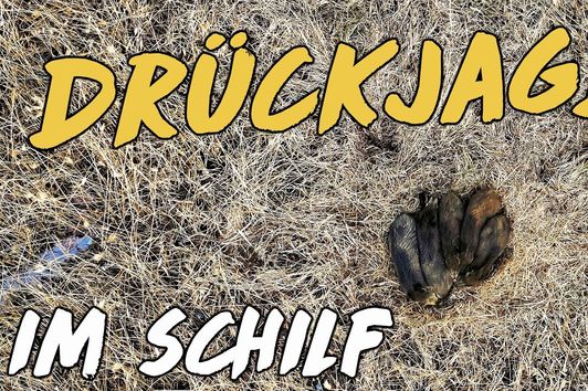 Drückjagd im Schilf