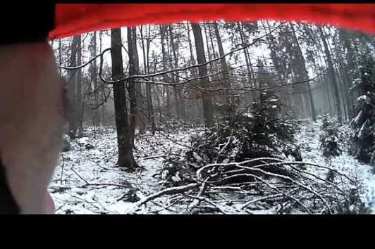 Steirische Bracke beim Stöbern