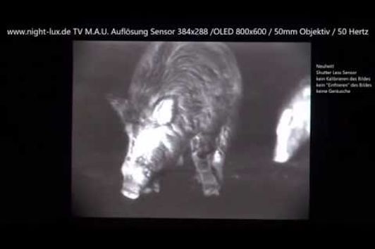 TV MAU Wärmebild Vorsatzgerät Wildschweine im Gatter 13 02 2016