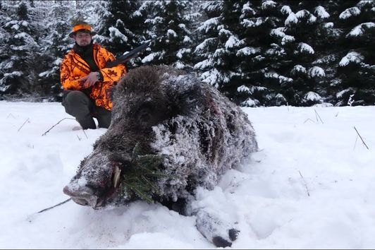 Schnelle Sauen im Schnee - Drückjagd in Masuren