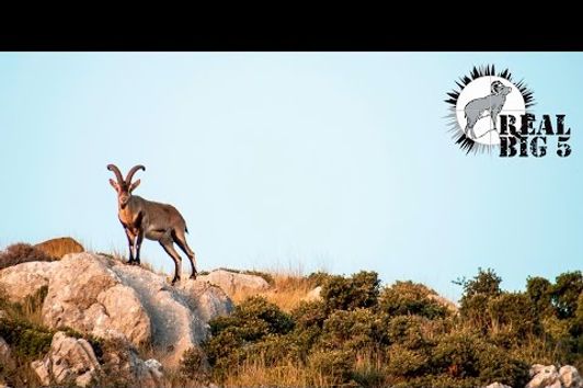 Sierra Nevada Ibex Hunt