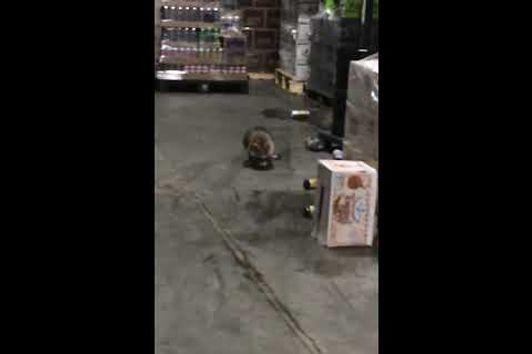 Drunk Racoon