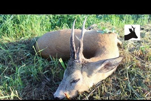 First roebuck 2016 season - Polowanie na kozła - Rehbockjagd - Chasse brocard