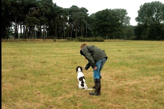 Basisausbildung für den brauchbaren Jagdhund: Anfänge im Apport (Fortsetzung)