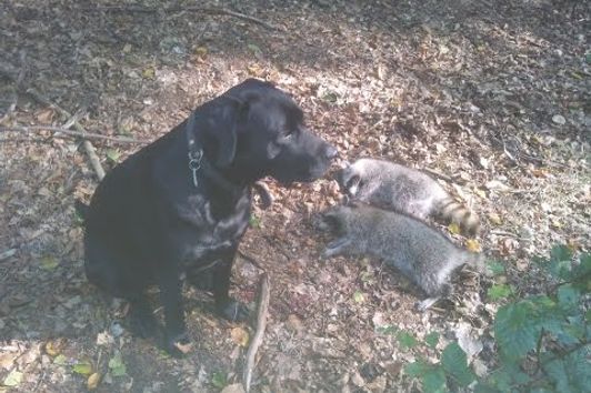 Oktoberjagd 2.Teil Jagd auf Damwild ,Waschbär und Rehwild