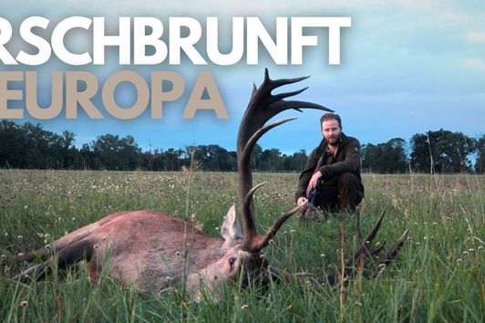 Hirschbrunft in Europa I Red stag hunting in Europe I Le brame du Cerf