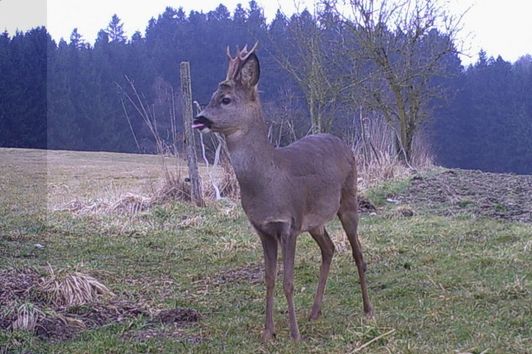 Jagdmomente im  März 2018 - hunting moments in march